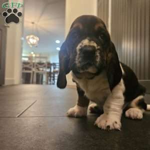 Winston(Euro/American), Basset Hound Puppy