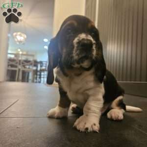 Winston(Euro/American), Basset Hound Puppy