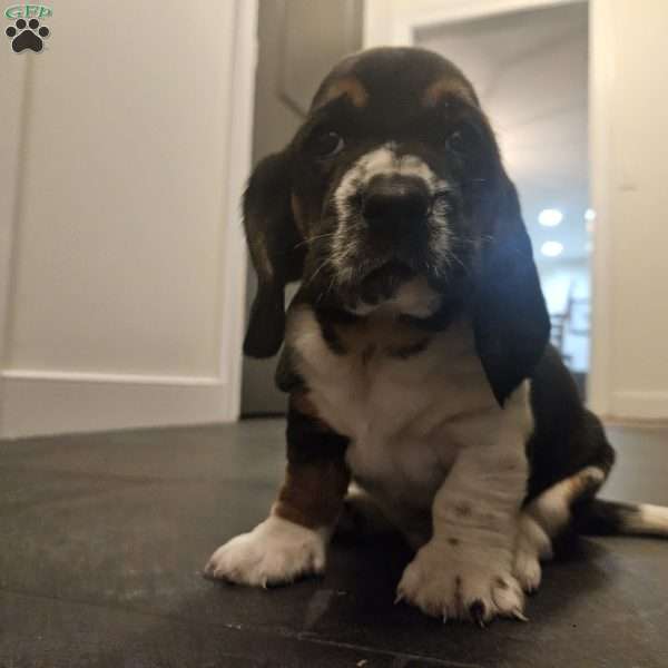 Winston(Euro/American), Basset Hound Puppy