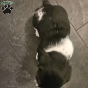 Winston(Euro/American), Basset Hound Puppy