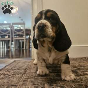 Walter (Euro/American), Basset Hound Puppy