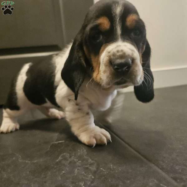 Walter (Euro/American), Basset Hound Puppy