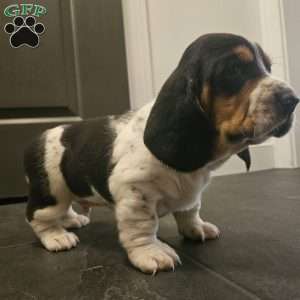 Walter (Euro/American), Basset Hound Puppy