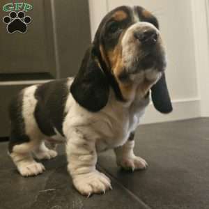 Walter (Euro/American), Basset Hound Puppy