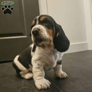 Walter (Euro/American), Basset Hound Puppy