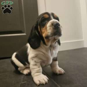 Walter (Euro/American), Basset Hound Puppy