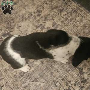 Walter (Euro/American), Basset Hound Puppy