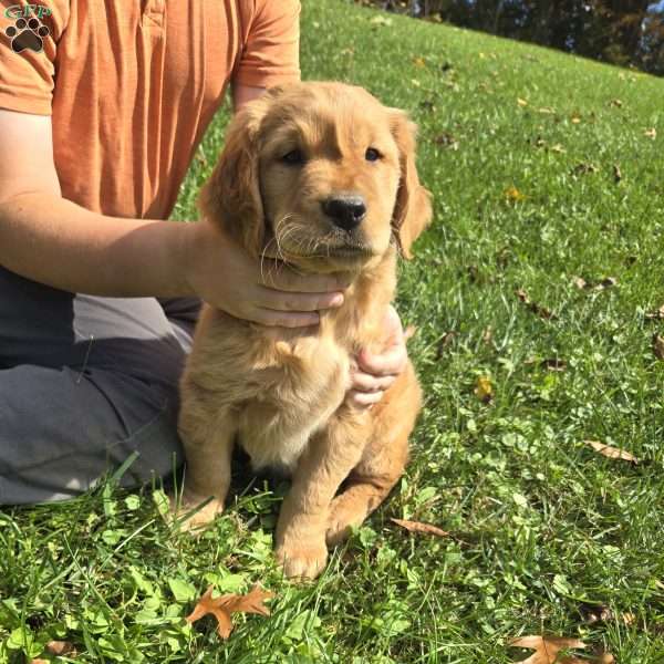 Teddy, Golden Retriever Puppy