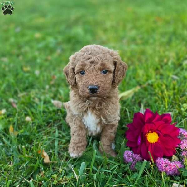 Stella, Mini Goldendoodle Puppy