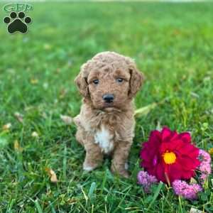 Stella, Mini Goldendoodle Puppy