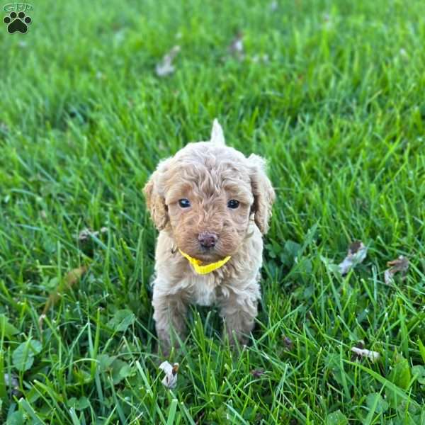 Selena, Mini Goldendoodle Puppy