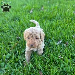 Selena, Mini Goldendoodle Puppy