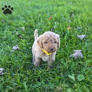 Selena, Mini Goldendoodle Puppy
