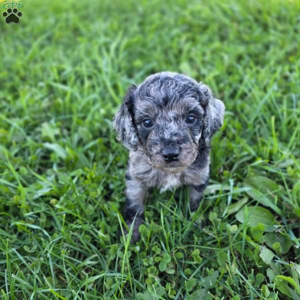 Sky, Mini Goldendoodle Puppy