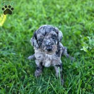 Sky, Mini Goldendoodle Puppy