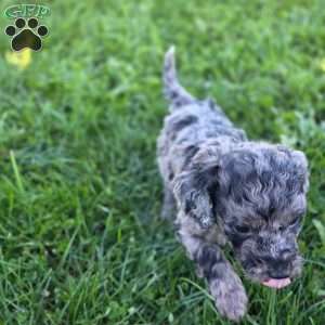Sky, Mini Goldendoodle Puppy
