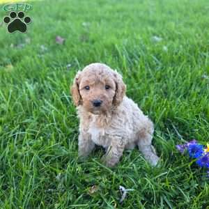 Sala, Mini Goldendoodle Puppy