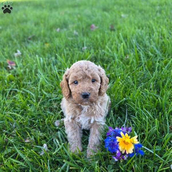 Sala, Mini Goldendoodle Puppy