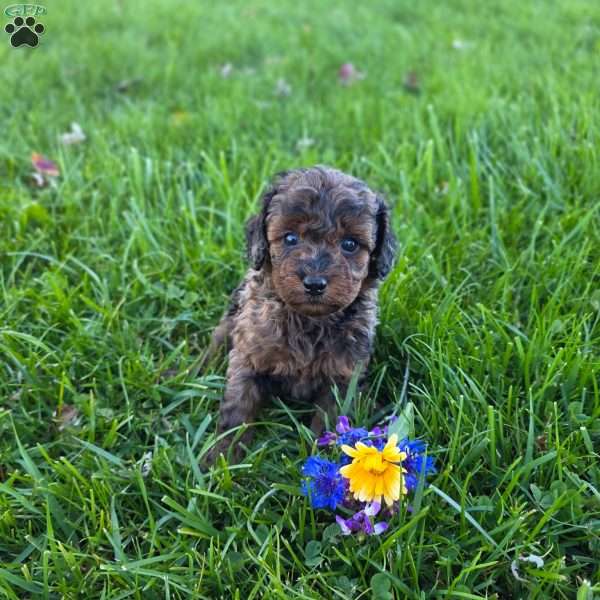 Sandy, Mini Goldendoodle Puppy