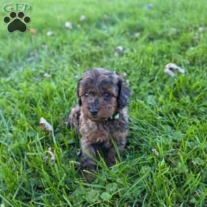 Sandy, Mini Goldendoodle Puppy