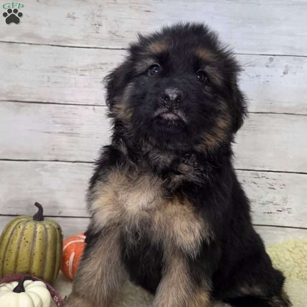 Millie, German Shepherd Puppy