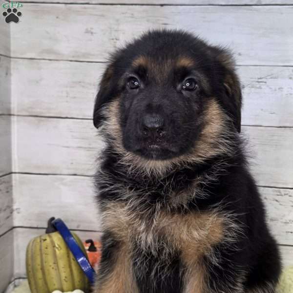 Otto, German Shepherd Puppy