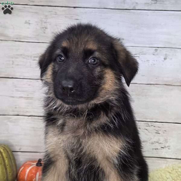 Kurt, German Shepherd Puppy