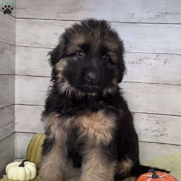 Fritz, German Shepherd Puppy