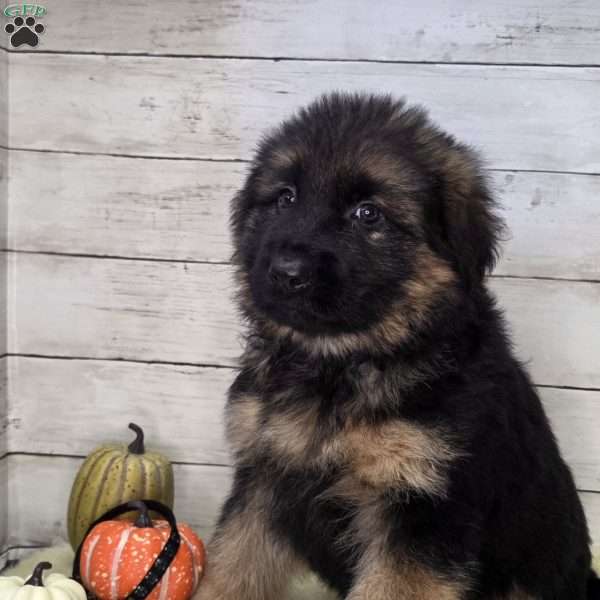 Bruno, German Shepherd Puppy