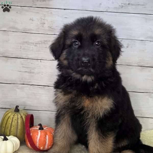 Brutus, German Shepherd Puppy