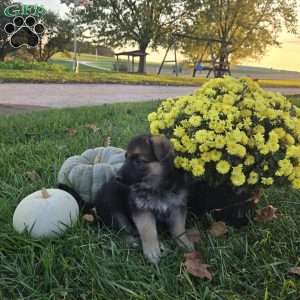 Abby, German Shepherd Puppy
