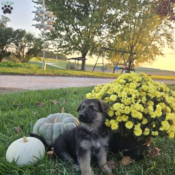 Abby, German Shepherd Puppy