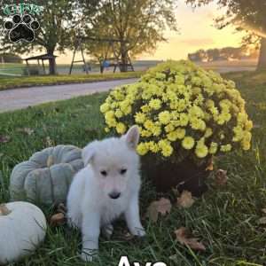 Ava, German Shepherd Puppy