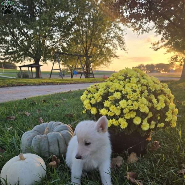 Ava, German Shepherd Puppy
