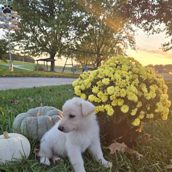 Amelia, German Shepherd Puppy