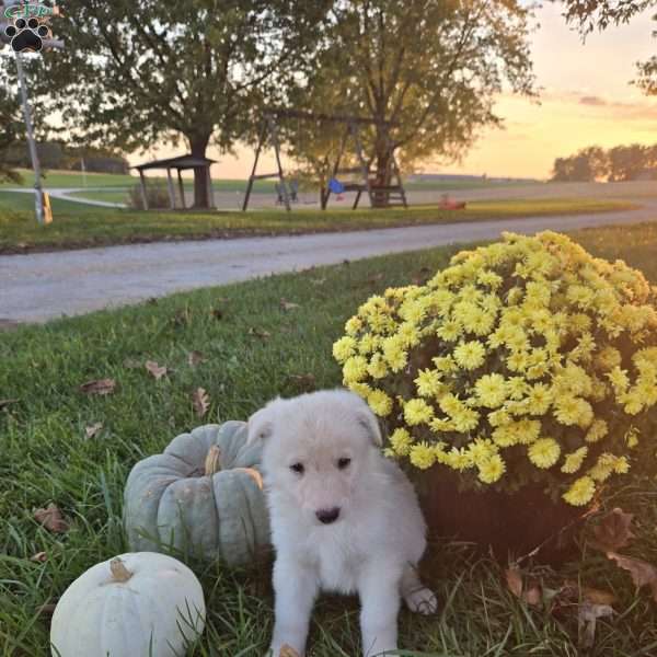 Angie, German Shepherd Puppy