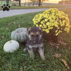 Andy, German Shepherd Puppy