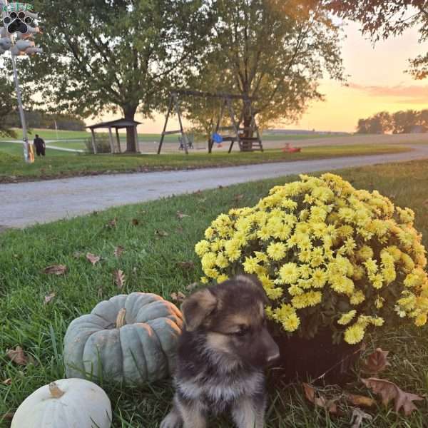 Andy, German Shepherd Puppy