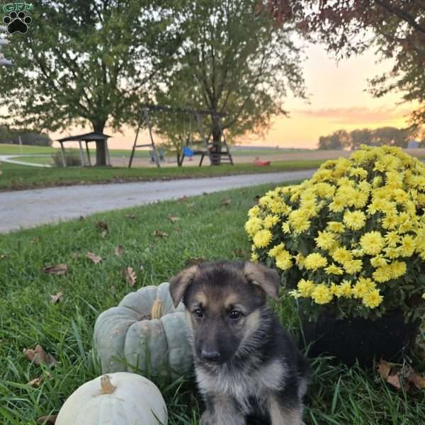 AnnaBelle, German Shepherd Puppy