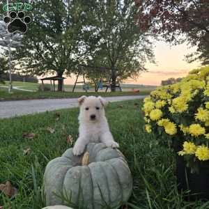 Archie, German Shepherd Puppy