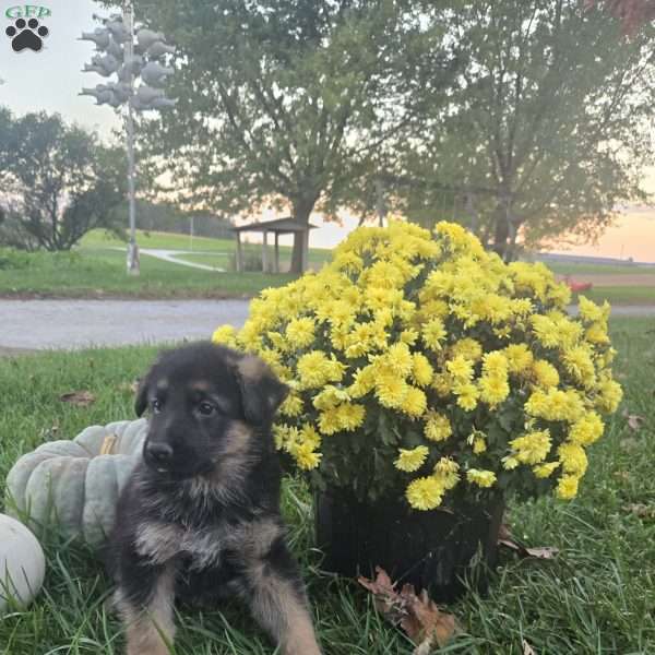 Aaron, German Shepherd Puppy