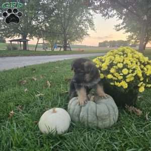 Aaron, German Shepherd Puppy