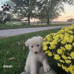 Aleah, German Shepherd Puppy