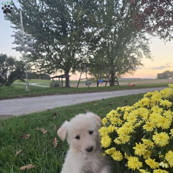 Aleah, German Shepherd Puppy