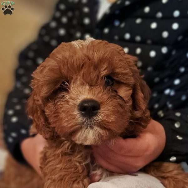 Sparky, Cavapoo Puppy
