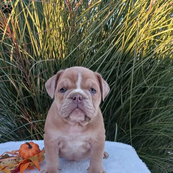 Mr. Caramel, English Bulldog Puppy
