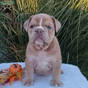 Mr. Caramel, English Bulldog Puppy