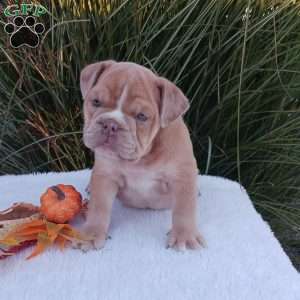 Mr. Caramel, English Bulldog Puppy