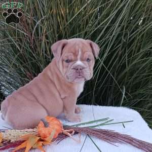 Mr. Caramel, English Bulldog Puppy
