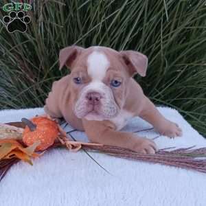 Mr. Agave, English Bulldog Puppy